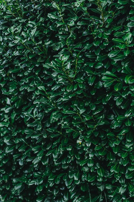 Close-up of a dense, well-maintained hedge composed of glossy, dark green leaves with a smooth texture. The hedge is neatly trimmed, creating a uniform and tidy appearance, typical of garden hedging u