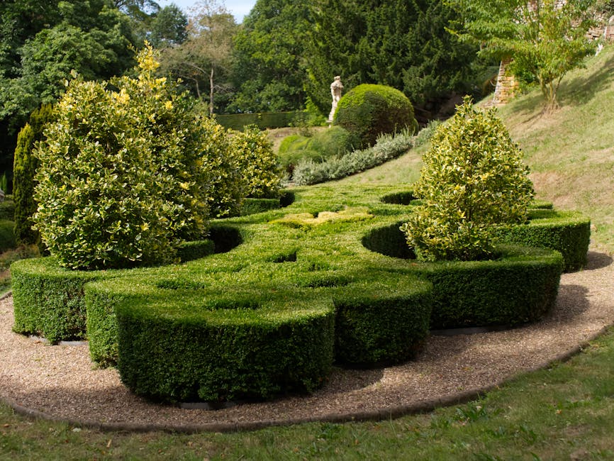 Close-up of a dense, well-maintained hedge composed of glossy, dark green leaves with a smooth texture. The hedge is neatly trimmed, creating a uniform and tidy appearance, typical of garden hedging u