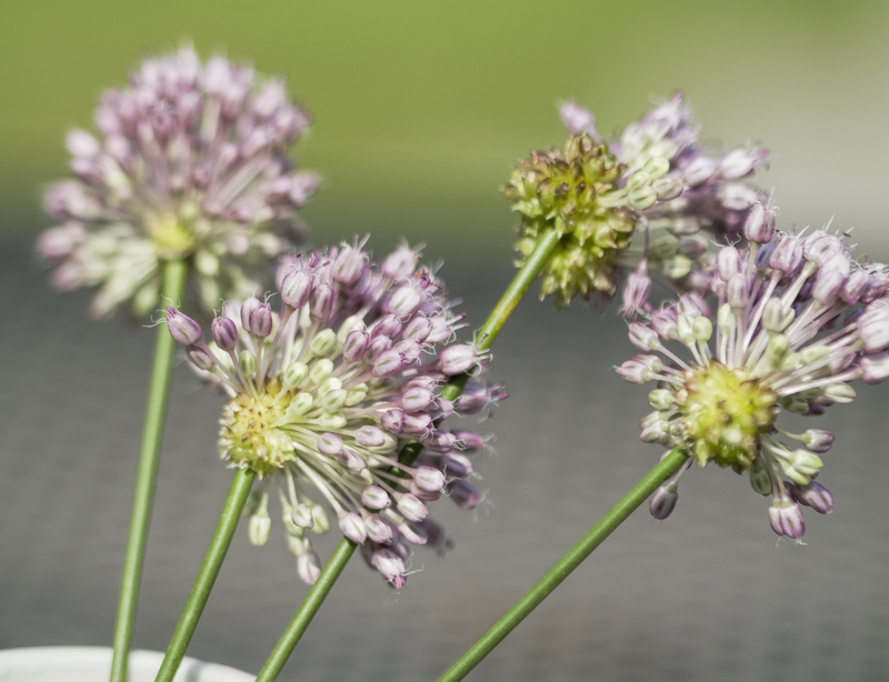 lawn maintenance Garden